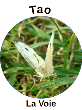 Papillon — transformation